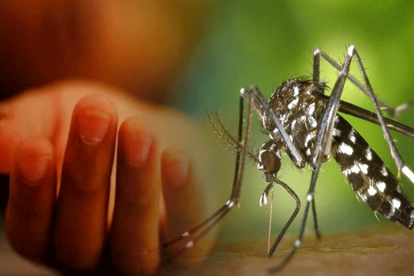 dengue