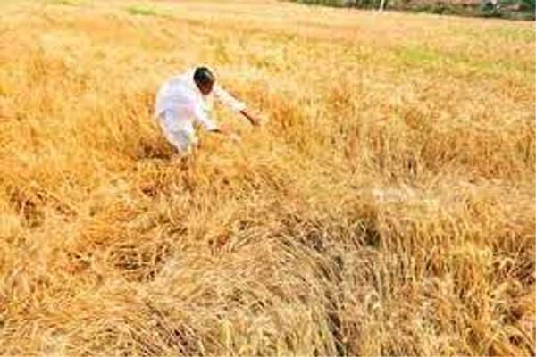 loss-affected farmers