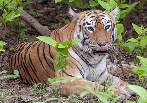 'Maya' tigress