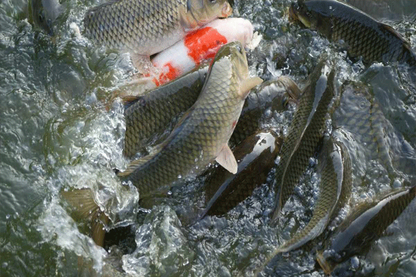 construction of fish tank