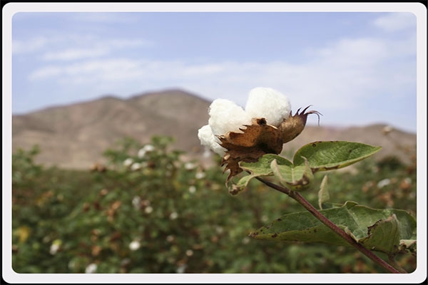 white gold-cotton