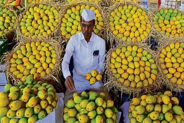 Mumbai Hapus mango