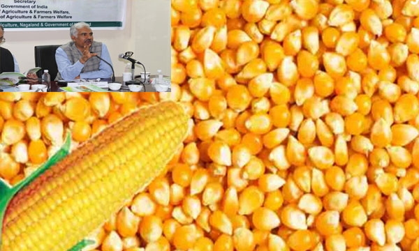 Maize production