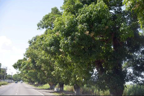 Mango tree