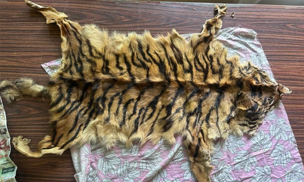 Tiger skin