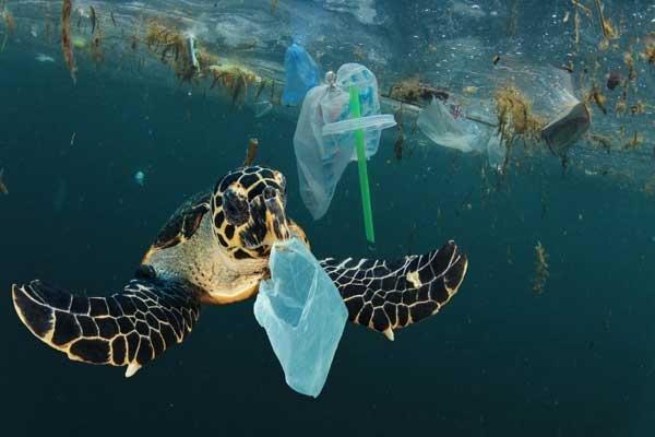 Plastic pollution