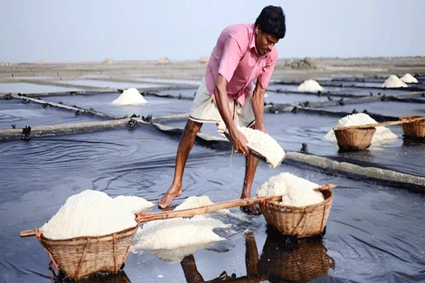 salt of India