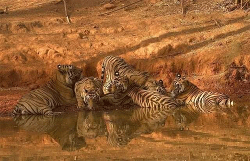 Durgavati Tiger Reserve