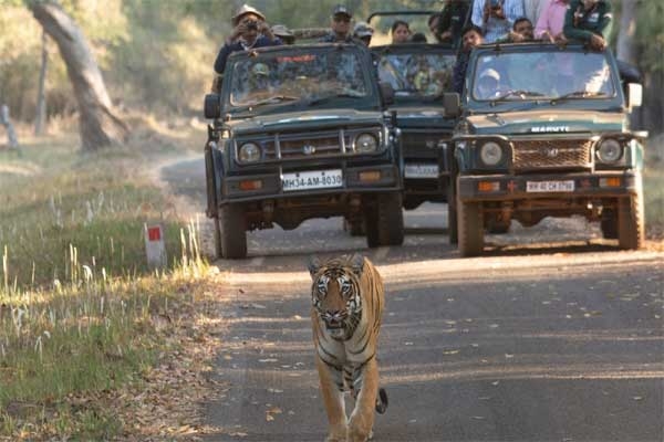 Tadoba-Andhari Tiger Reserve