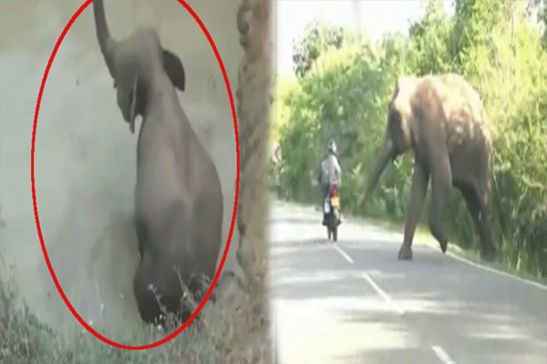 Baby elephant VIDEO