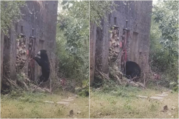 आश्चर्यकारक...जंगलातील प्राचीन मंदिराचं गेट उघडताना दिसला अस्वल, VIDEO