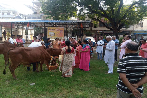 हनुमान नगरात वसुबारस निमित्त गोपुजन संपन्न