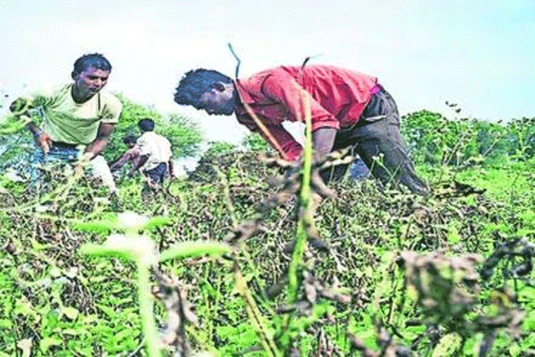 सांगा साहेब, ओटीपी बघायचा की शेतीची कामं करायची?