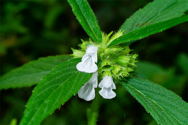 dronapushapi plant