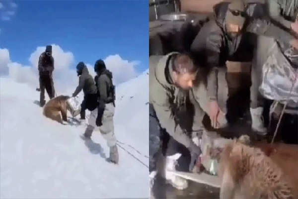 Indian Army rescue bear