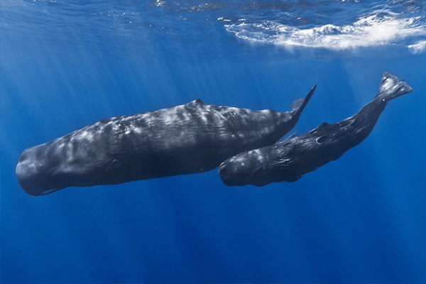 Male whale crosses 3 oceans