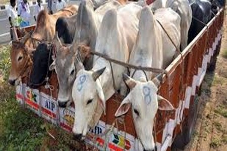 गोवंशाची अवैध वाहतूक रोखली