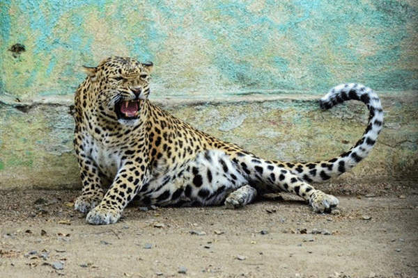 Leopard enters Delhi