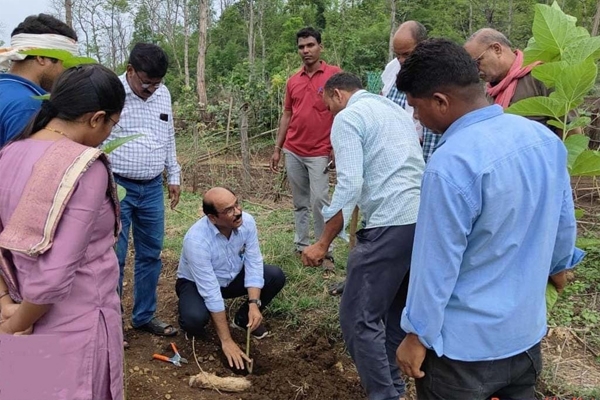 जिल्ह्यात तुती लागवडीला सुरुवात