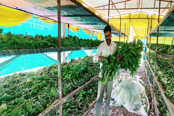 silk production