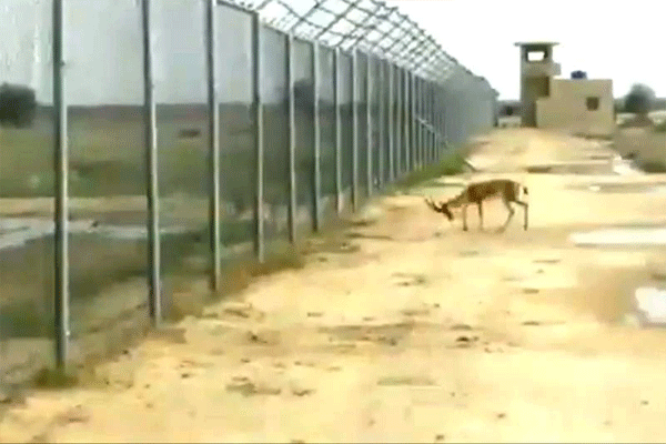 deer clashed on border 