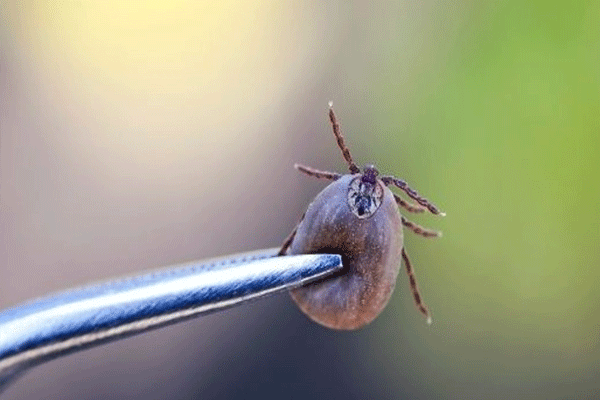 bloodsucking insects