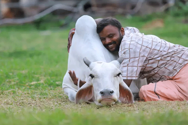 save Kamdhenu cows