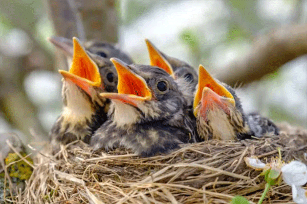 bird's nest in the house auspicious