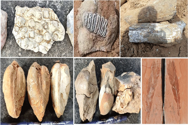 जीवाश्म संग्रहालयासाठी विद्यापीठाचा पुढाकार स्तुत्य