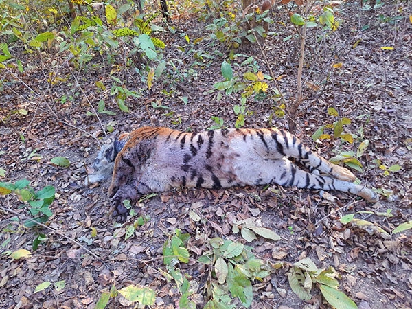 Bhandara-Tiger dead-NTCA